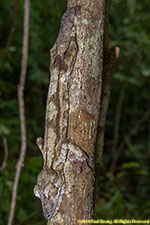 leaf-tailed gecko